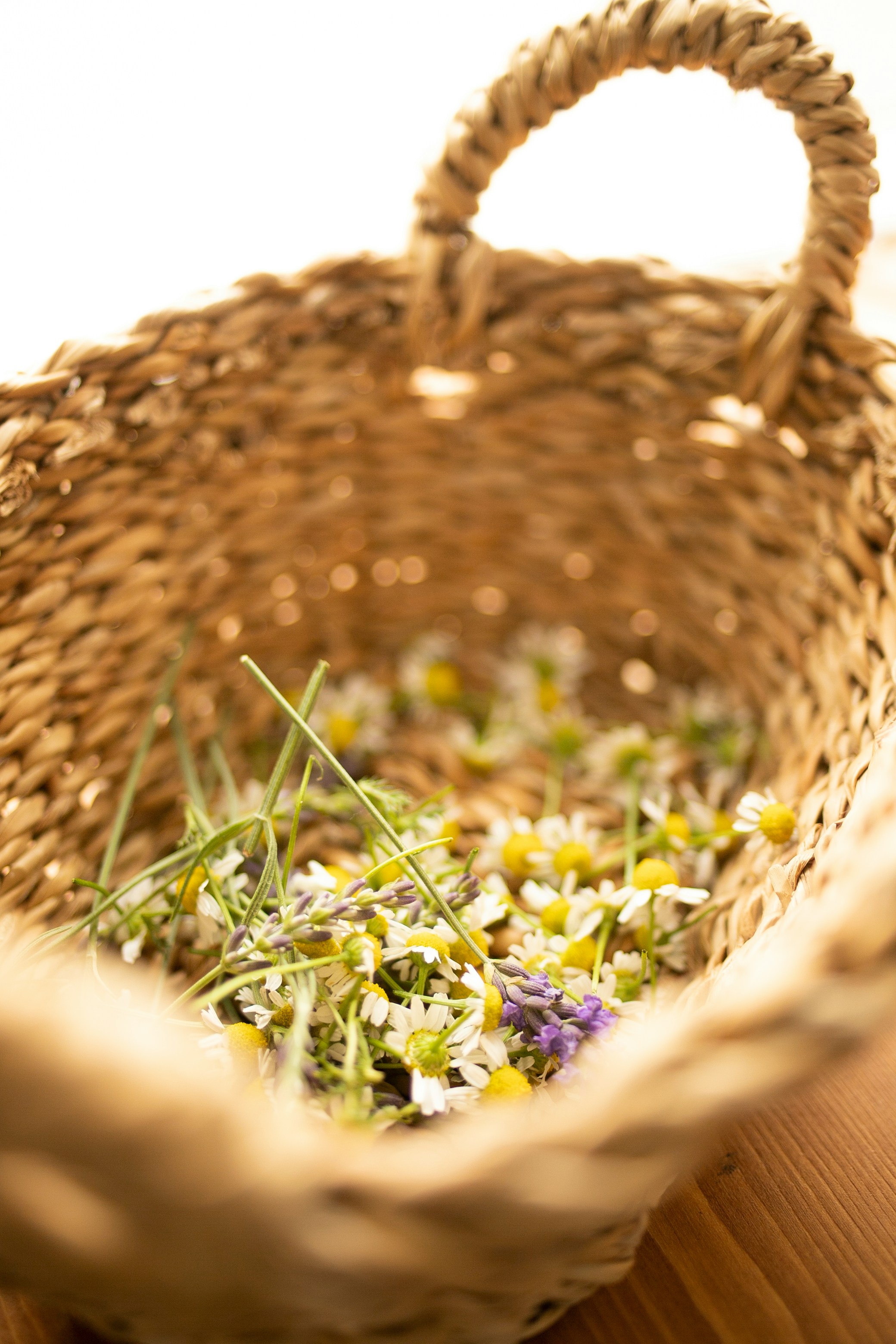 Musetel vs Lavanda in aromaterapie – Care ulei esential e potrivit pentru tine?